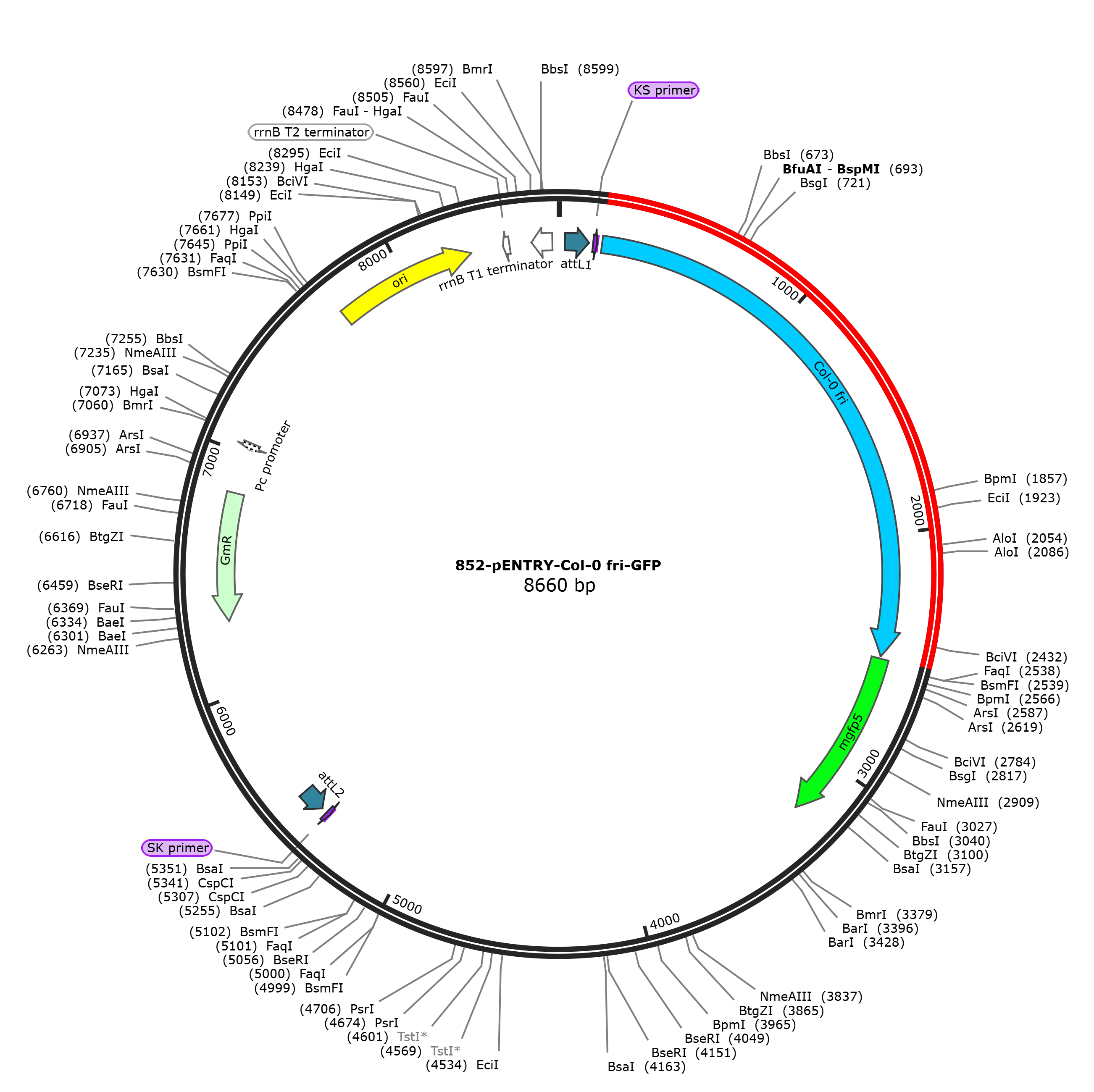 pENTRY-Col-0 fri-GFP载体图谱.png